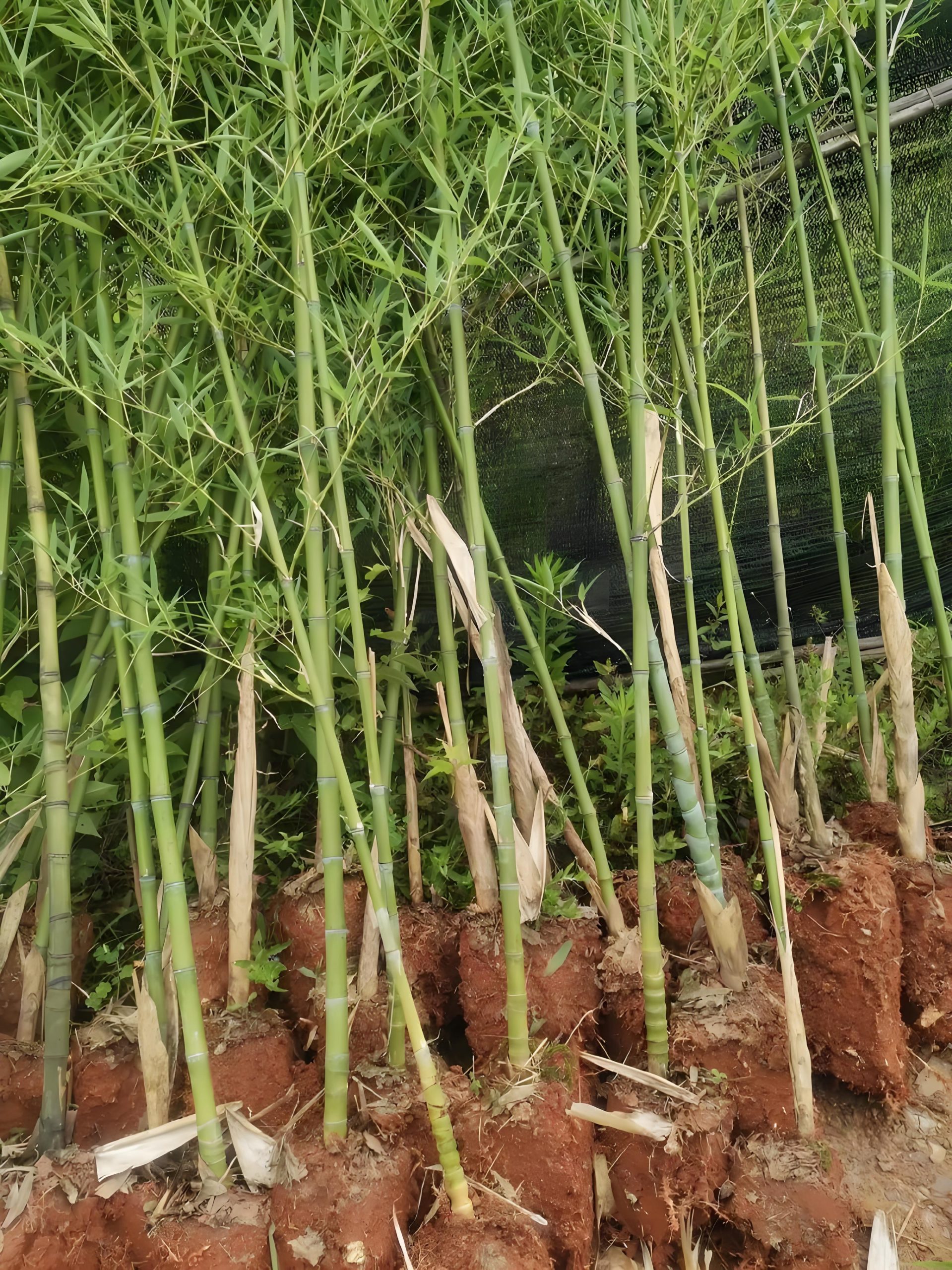 西狂乐-专注互联网创业,信息差副业研究,拒绝割韭菜