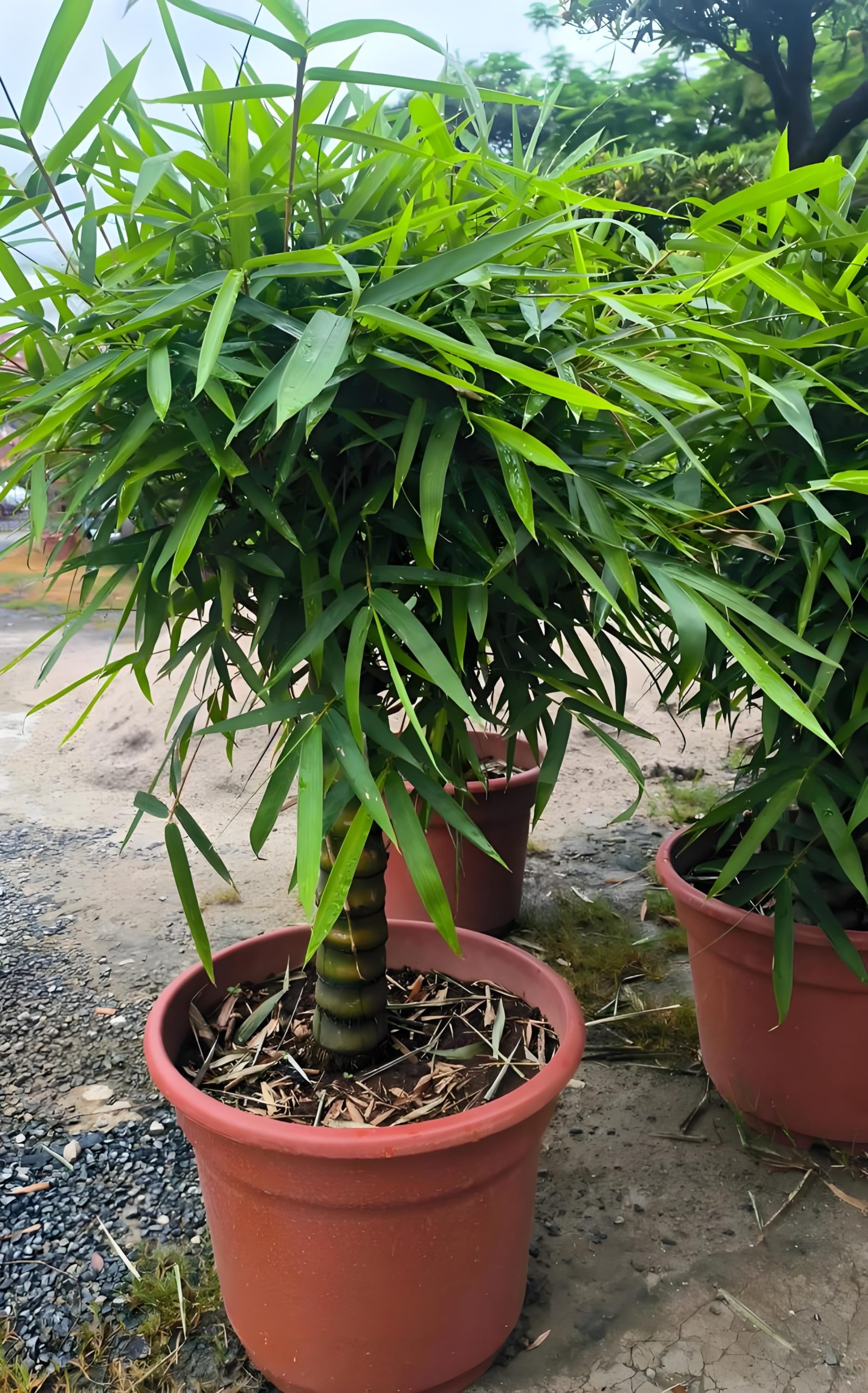 西狂乐-专注互联网创业,信息差副业研究,拒绝割韭菜